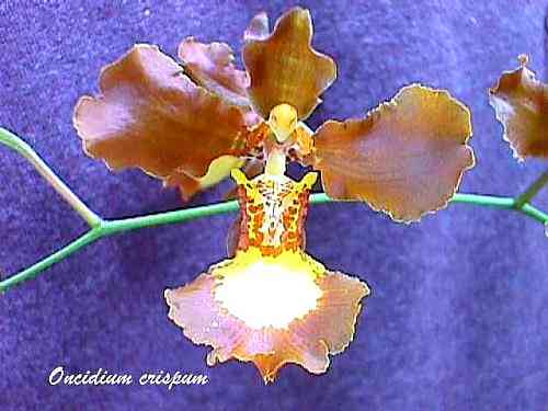Oncidium crispum